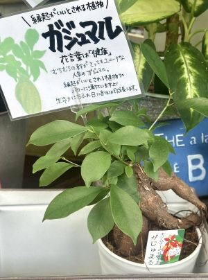 観葉植物