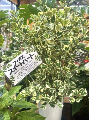 観葉植物